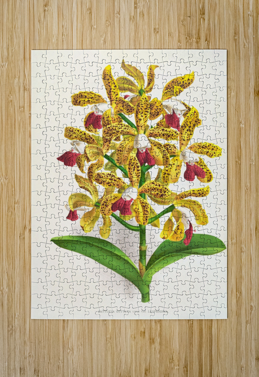 Cattleya guttata IStockHistory com Puzzle printing