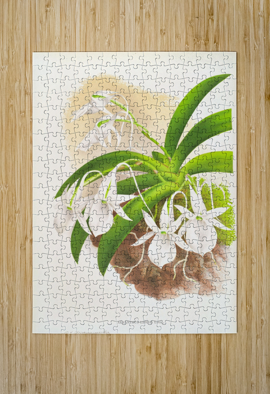Aeranthus Leonis IStockHistory com Puzzle printing
