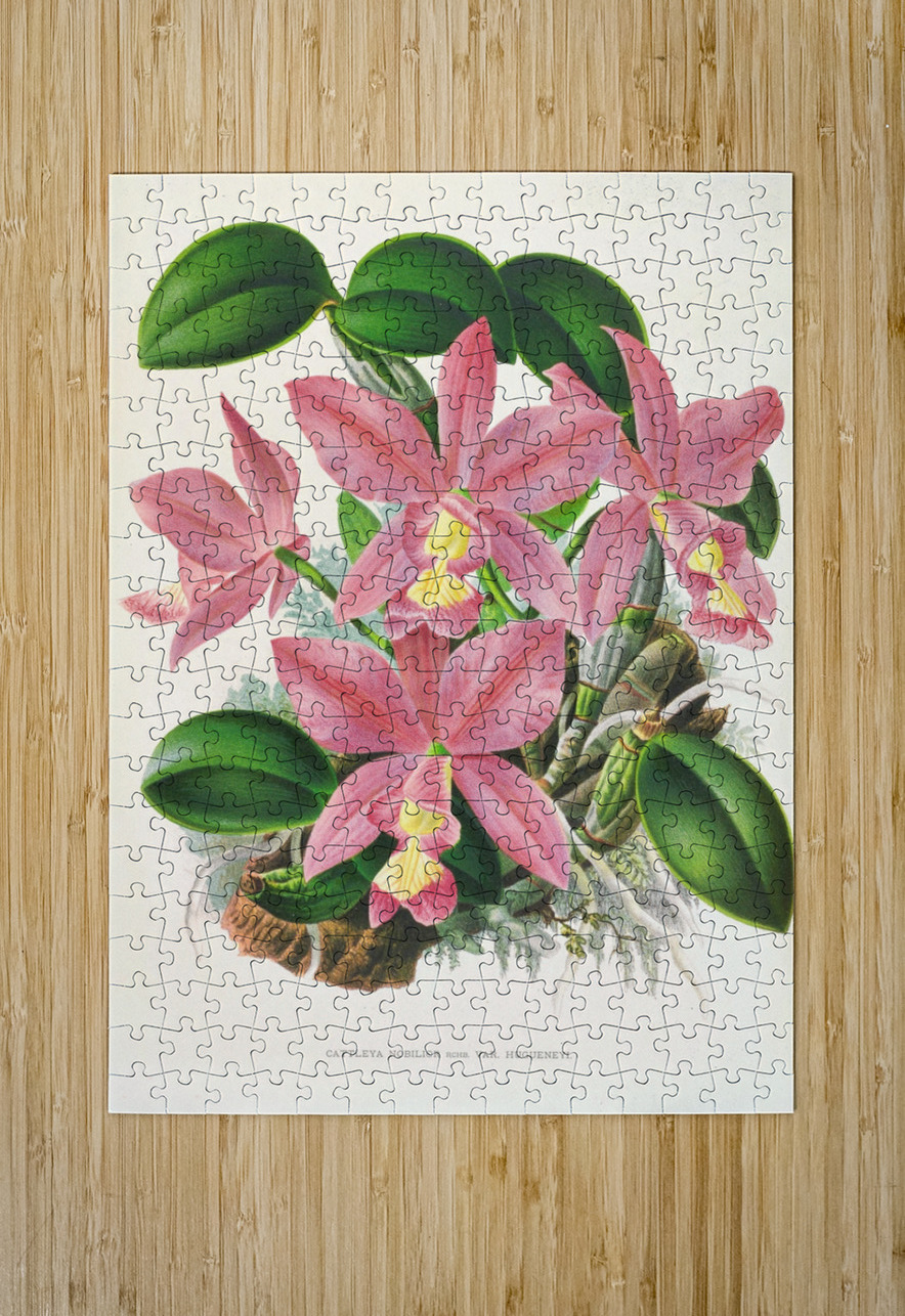 Cattleya nobilior IStockHistory com Puzzle printing
