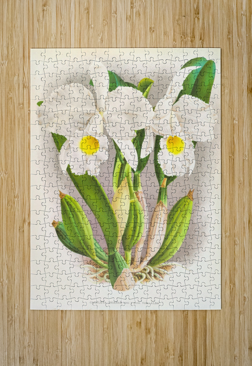 Cattleya Trianae IStockHistory com Puzzle printing