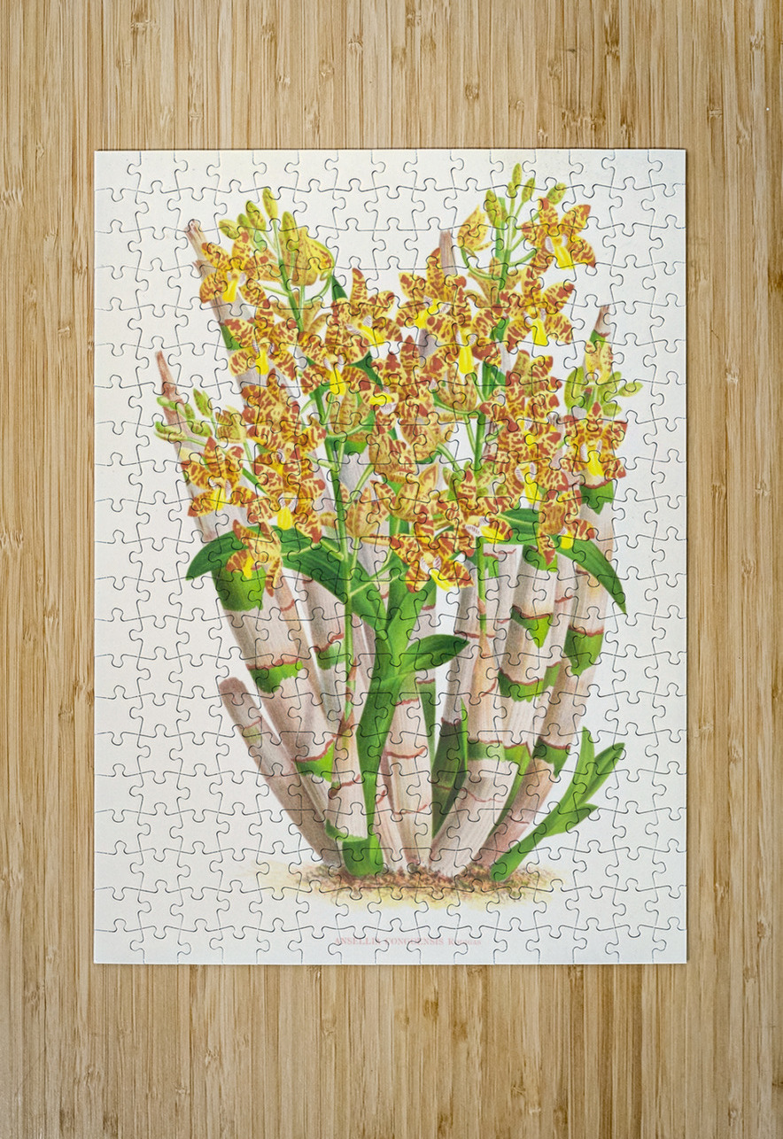 Ansellia congoensis IStockHistory com Puzzle printing