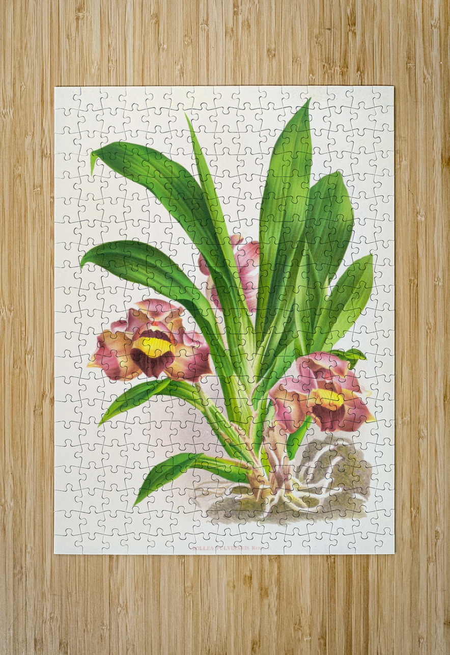 Bollea pulvinaris IStockHistory com Puzzle printing