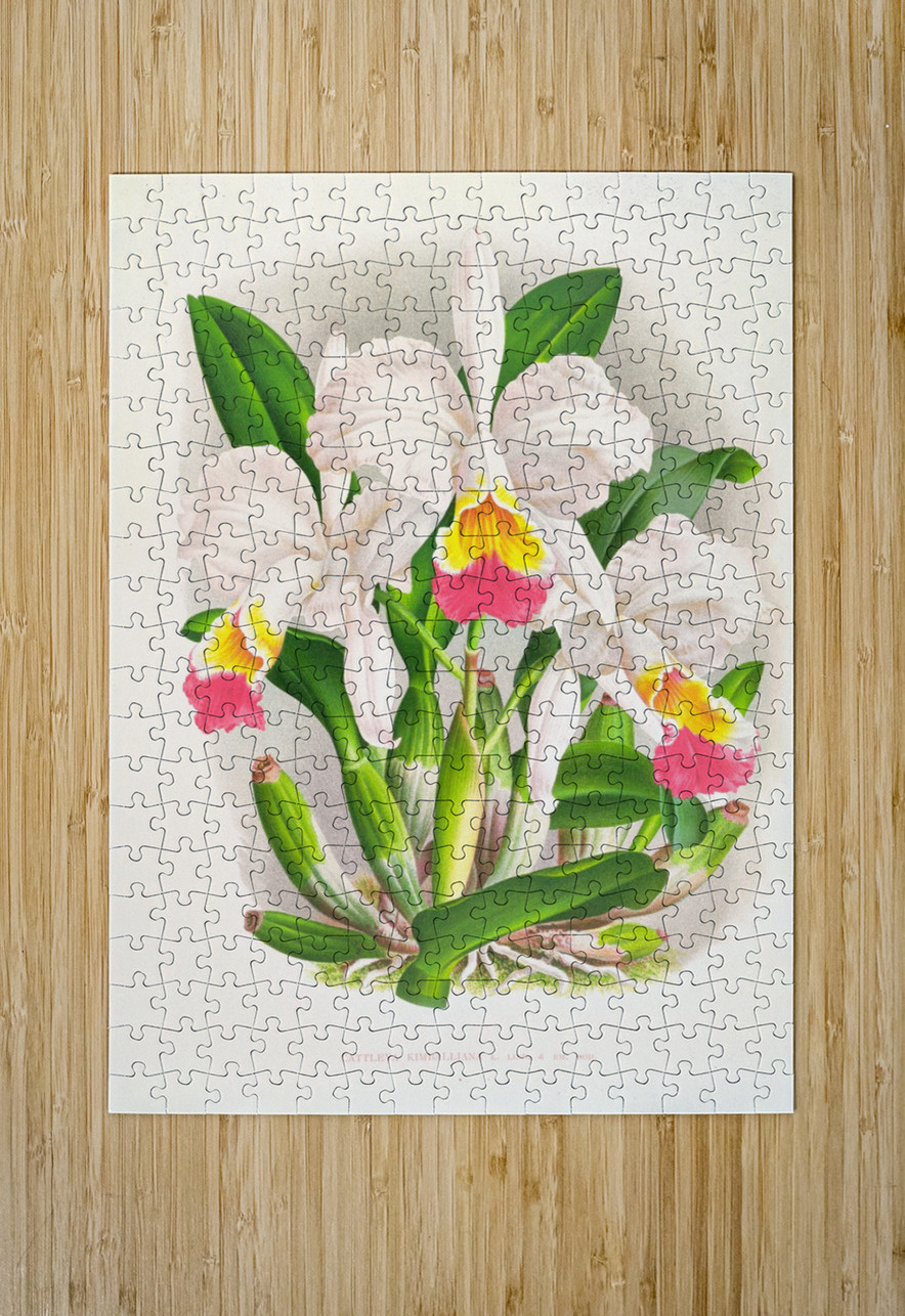 Cattleya kimballiana IStockHistory com Puzzle printing