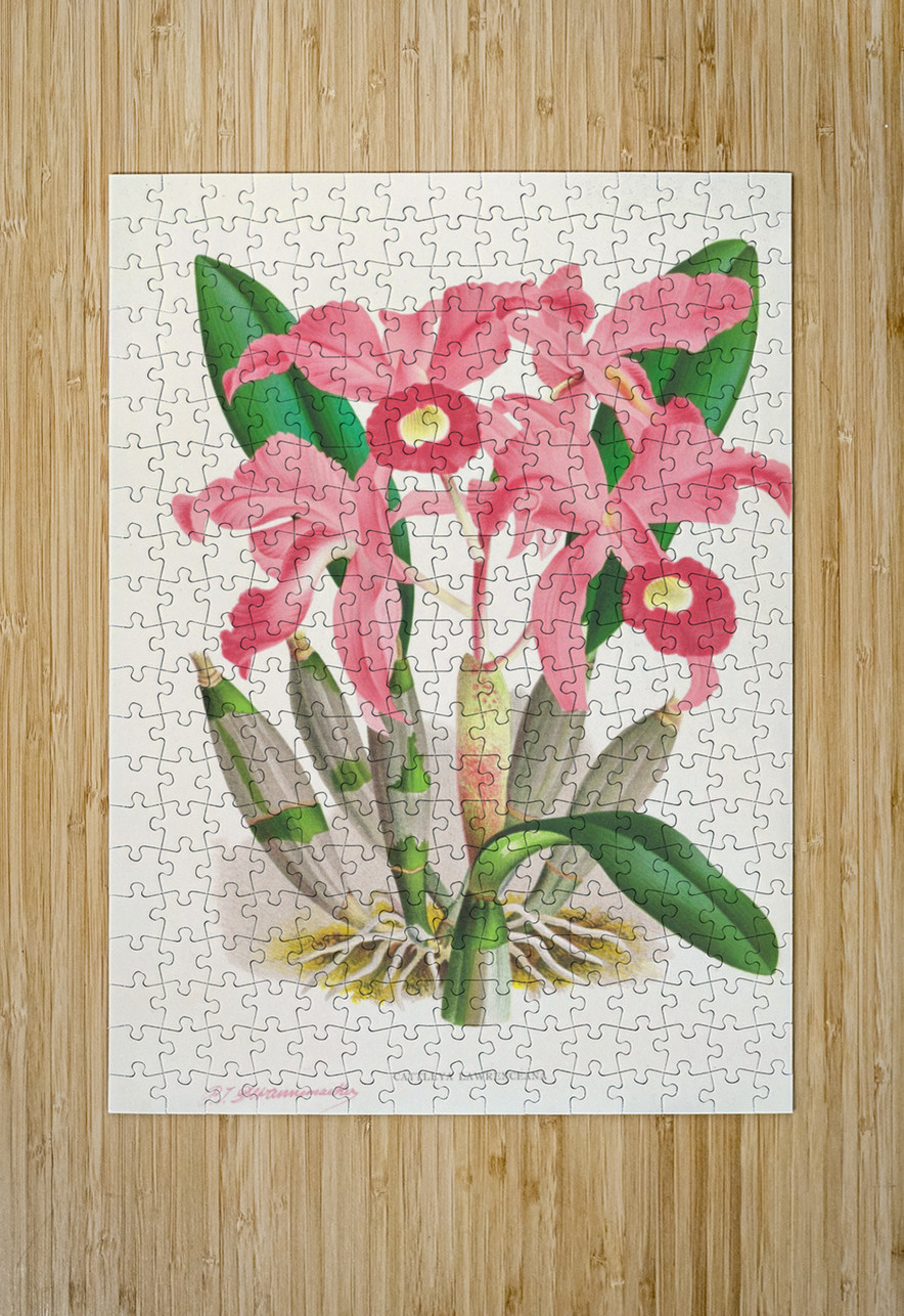 Cattleya Lawrenceana IStockHistory com Puzzle printing