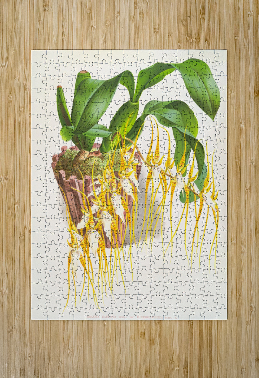 Brassia caudata  IStockHistory com Puzzle printing