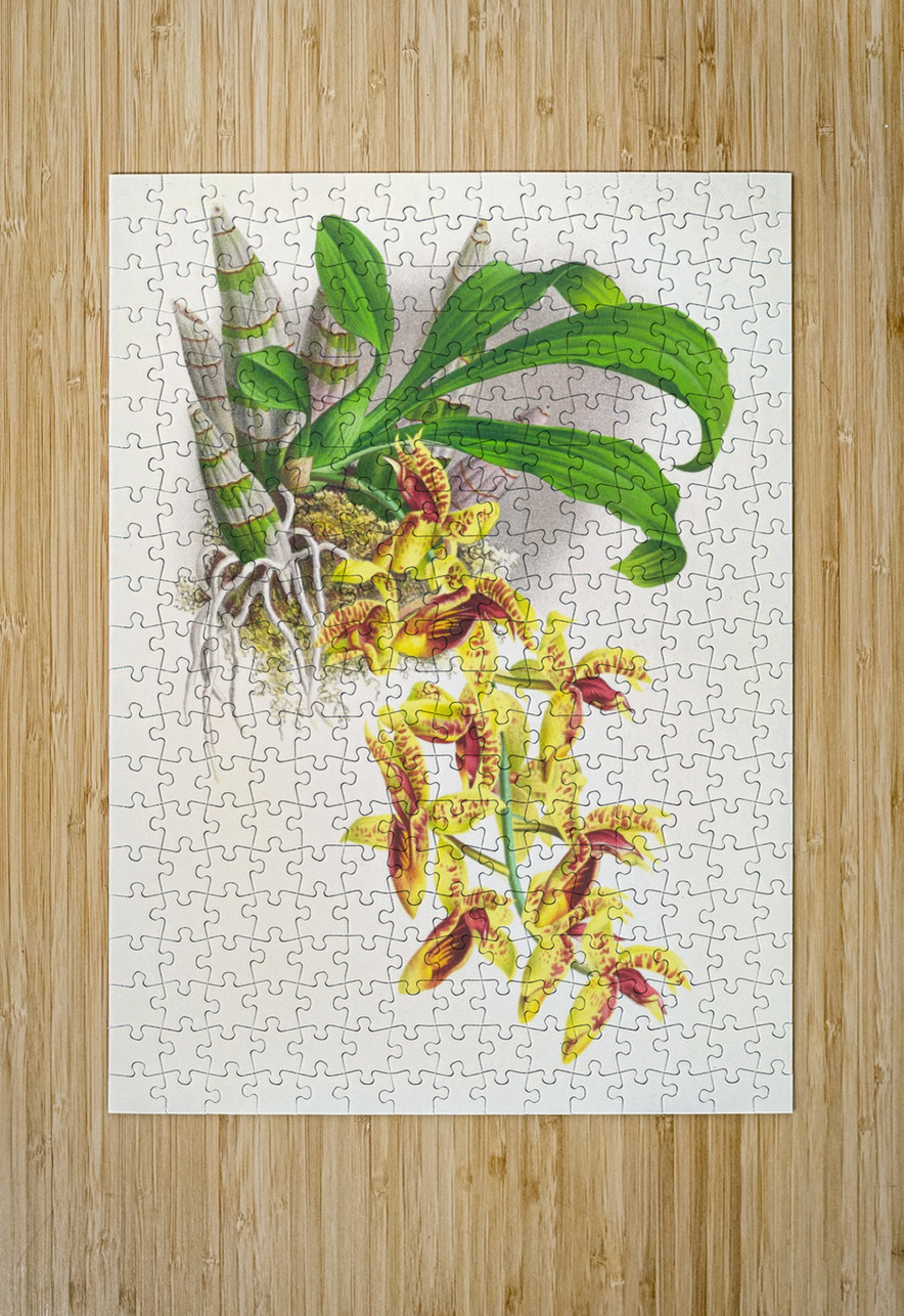 Catasetum galeritum IStockHistory com Puzzle printing