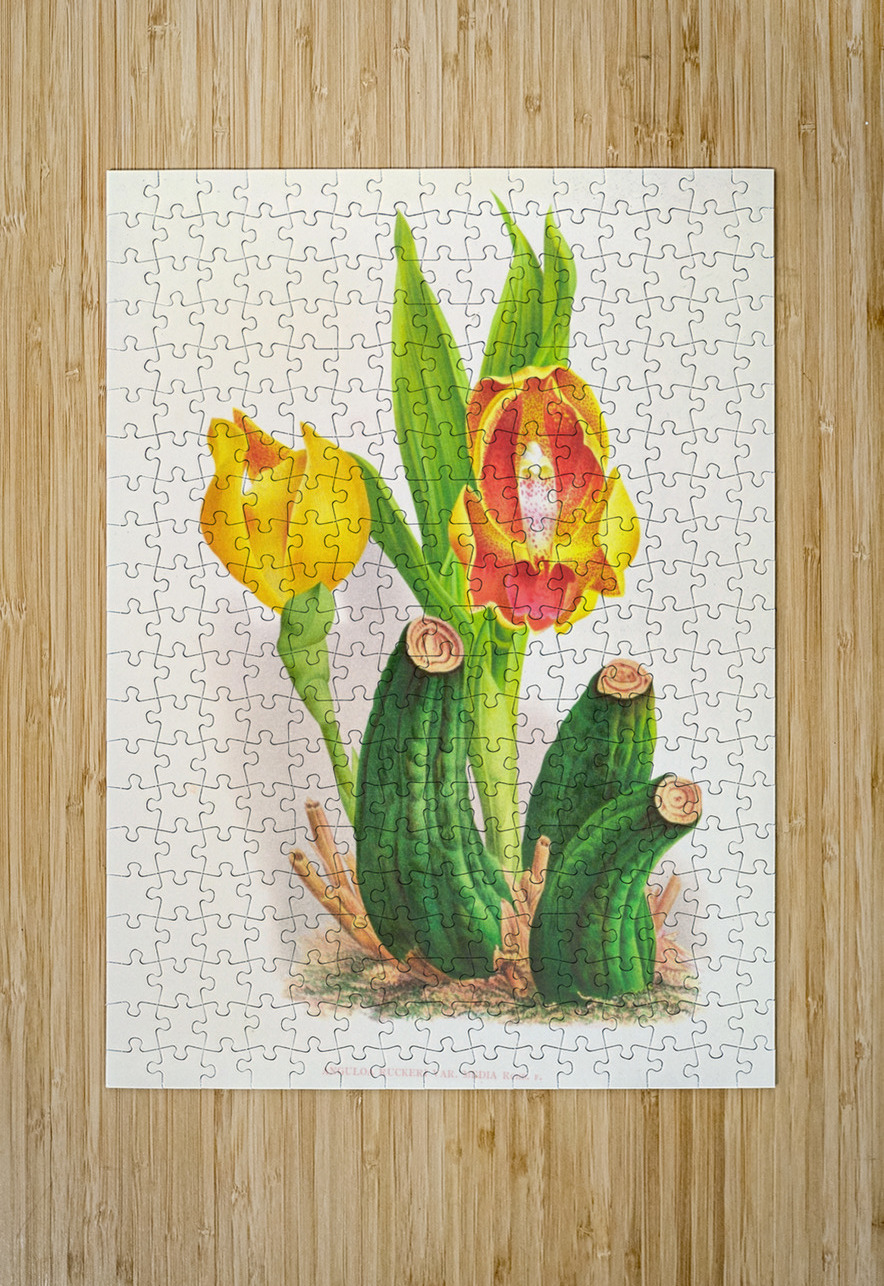 Anguloa Ruckeri var media IStockHistory com Puzzle printing