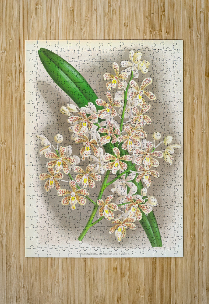 Cleisostoma Guiberti IStockHistory com Puzzle printing