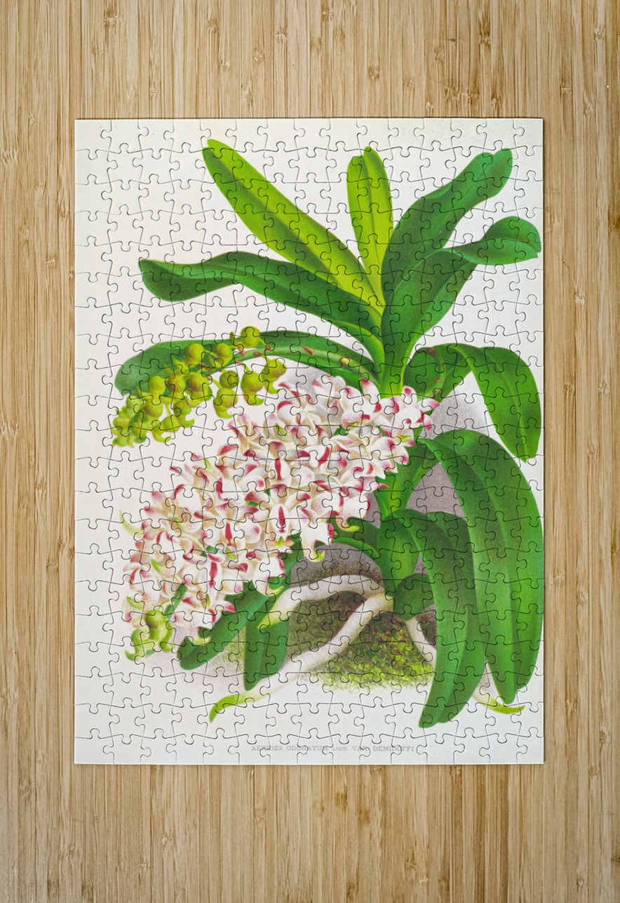 Aerides Odoratum IStockHistory com Puzzle printing