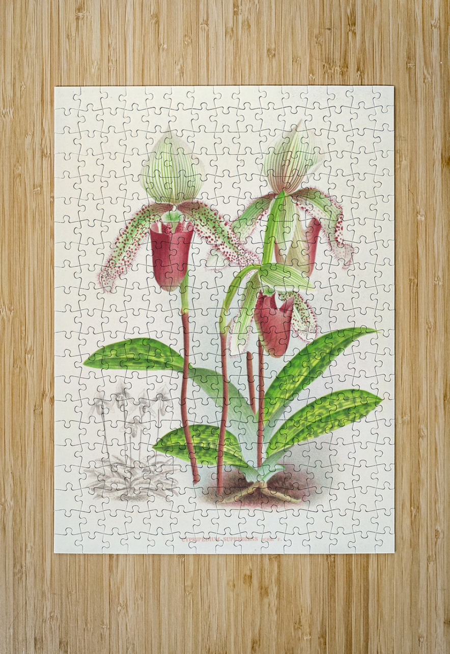 Cypripedium superbiens  IStockHistory com Puzzle printing