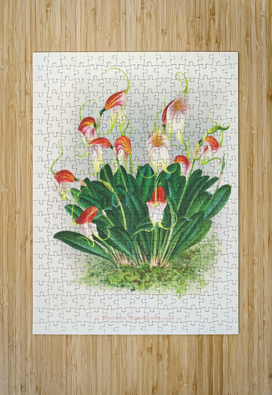 Masdevallia reichenbachiana  IStockHistory com Puzzle printing