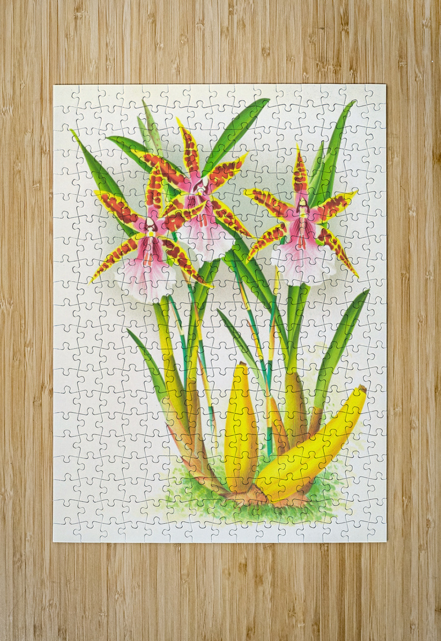 Miltonia blunti IStockHistory com Puzzle printing