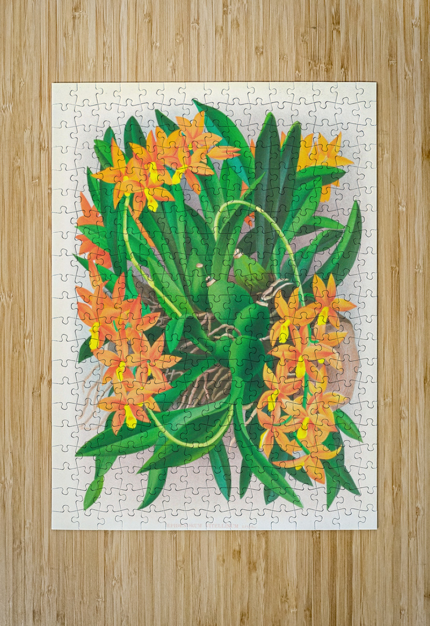 Epidendrum vitellinum IStockHistory com Puzzle printing