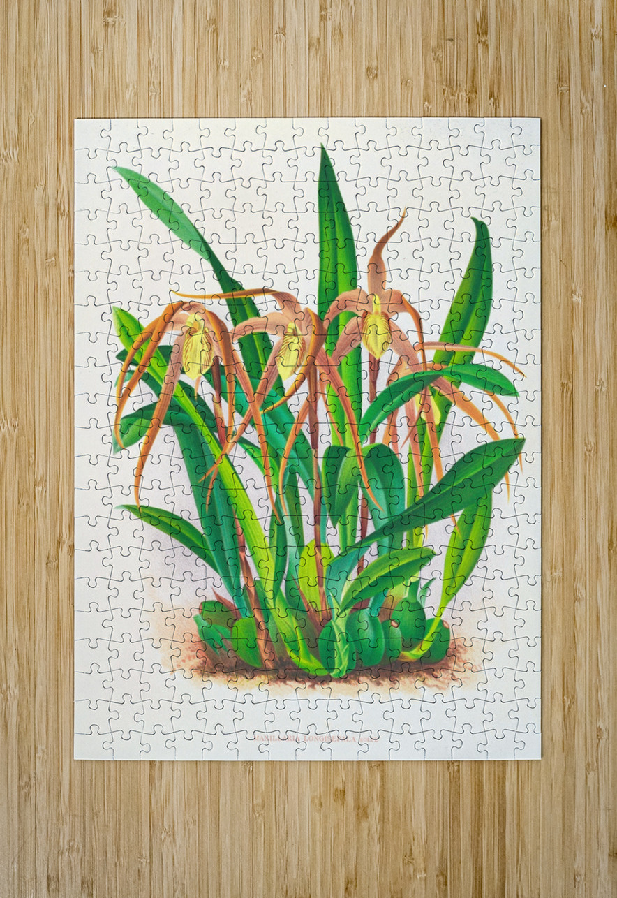 Maxillaria longisepala IStockHistory com Puzzle printing