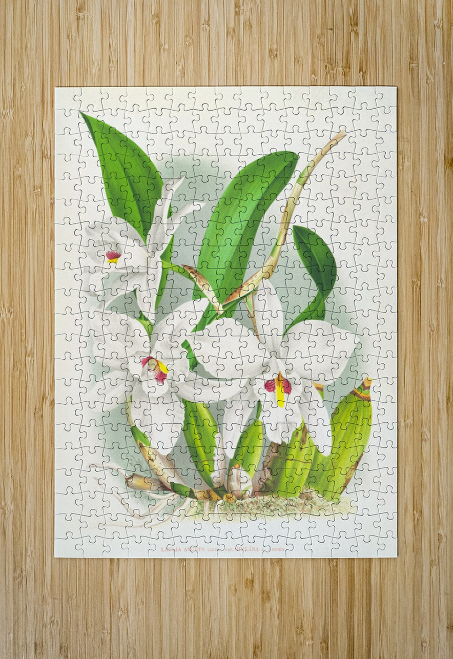 Laelia anceps var hyeana IStockHistory com Puzzle printing