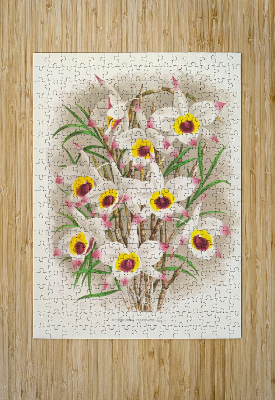 Dendrobium Falconeri IStockHistory com Puzzle printing