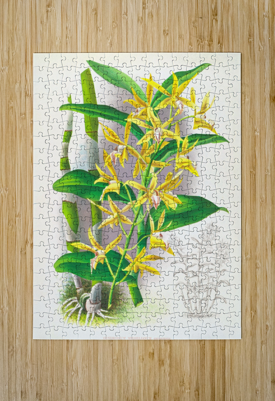 Dendrobium mirbelianum IStockHistory com Puzzle printing