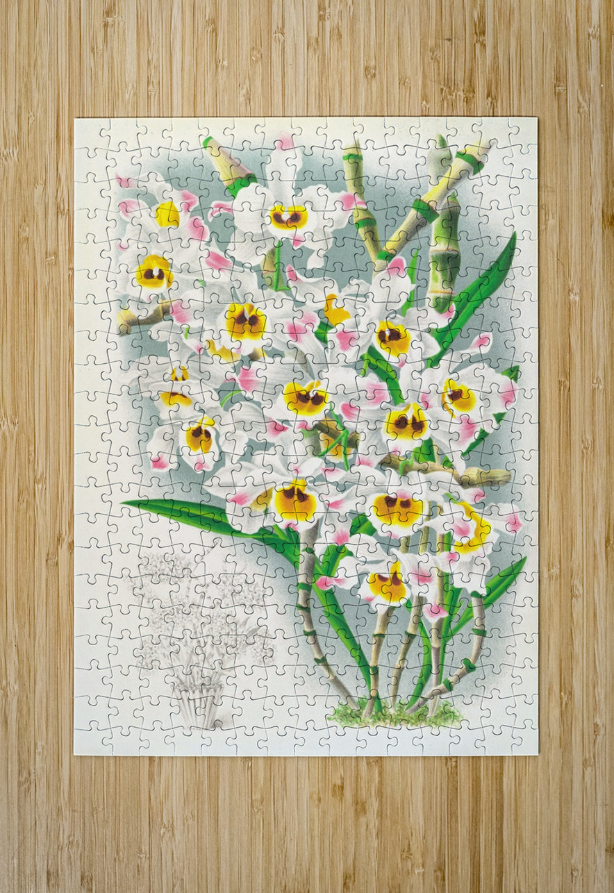 Dendrobium wardianum IStockHistory com Puzzle printing