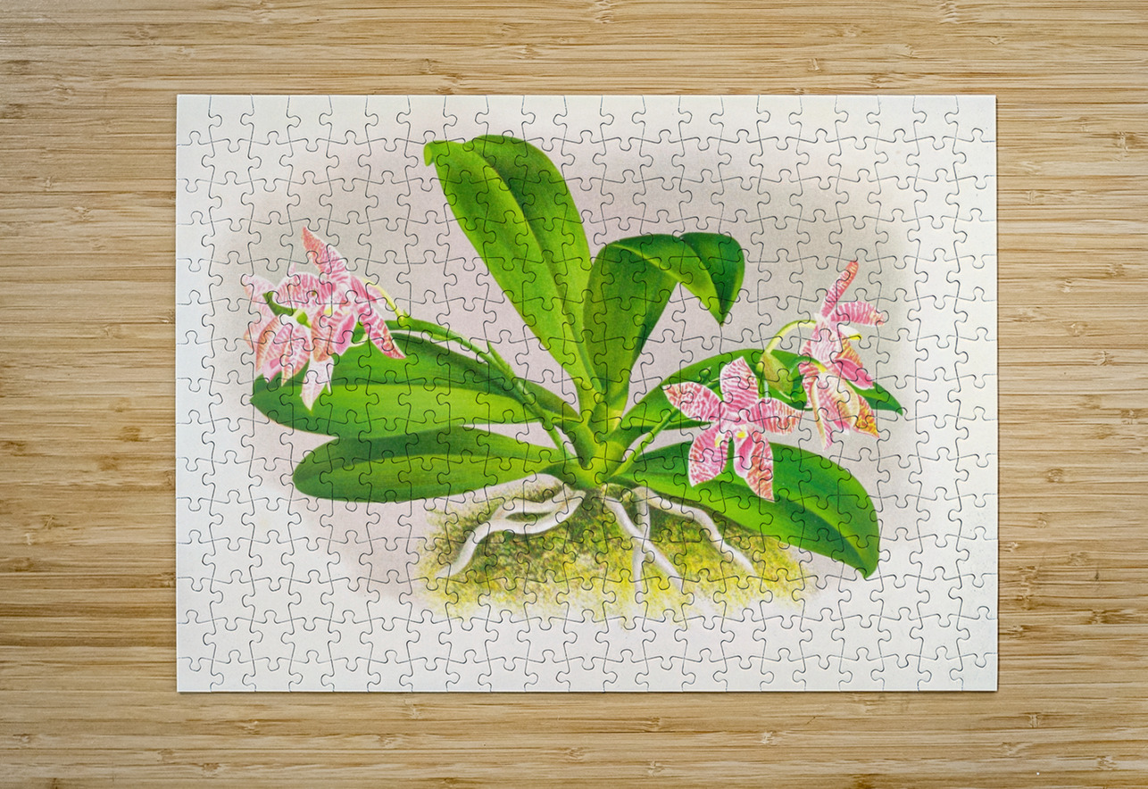 Phalaenopsis luddemanniana IStockHistory com Puzzle printing