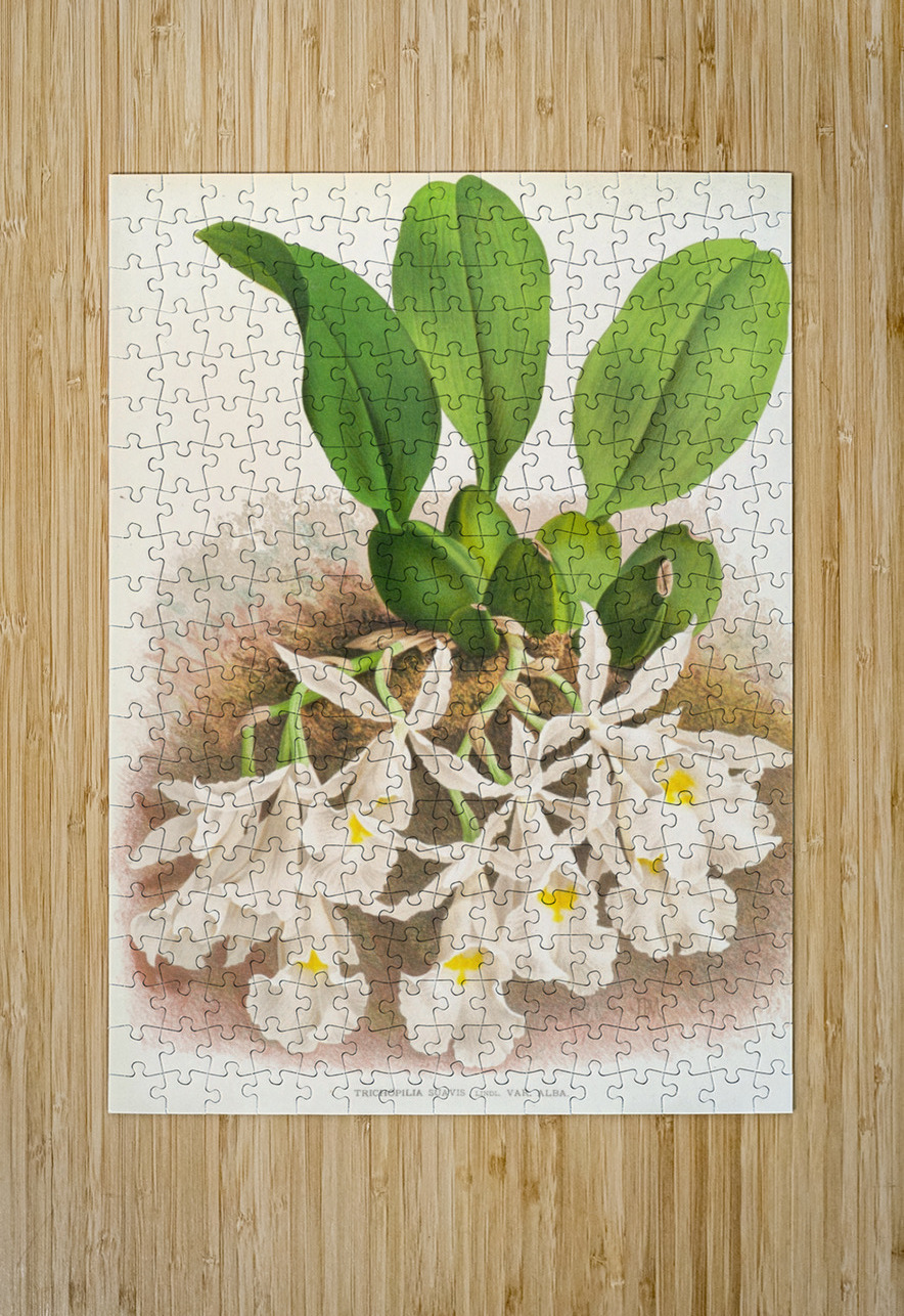 Trichopilia Suavis IStockHistory com Puzzle printing
