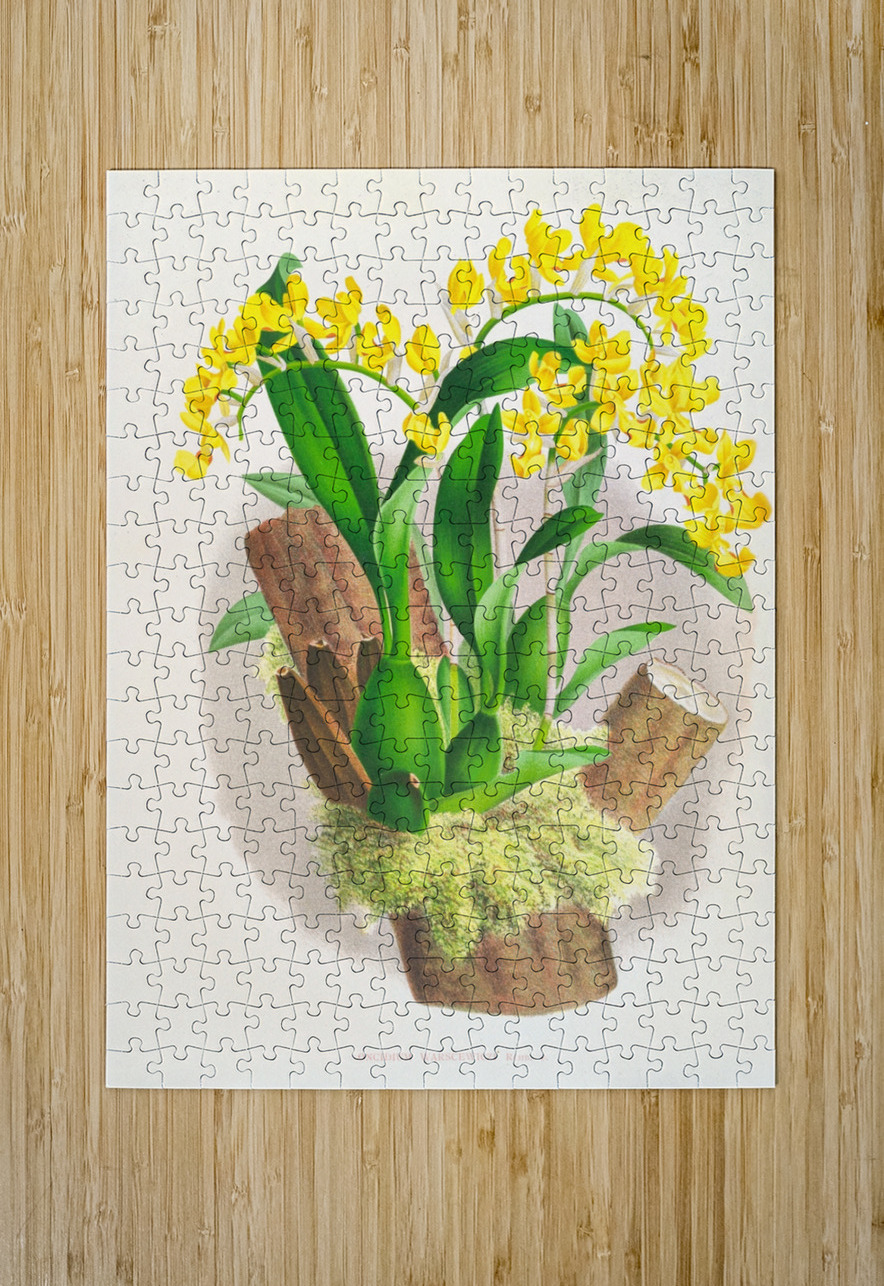 Oncidium warscewiczi IStockHistory com Puzzle printing