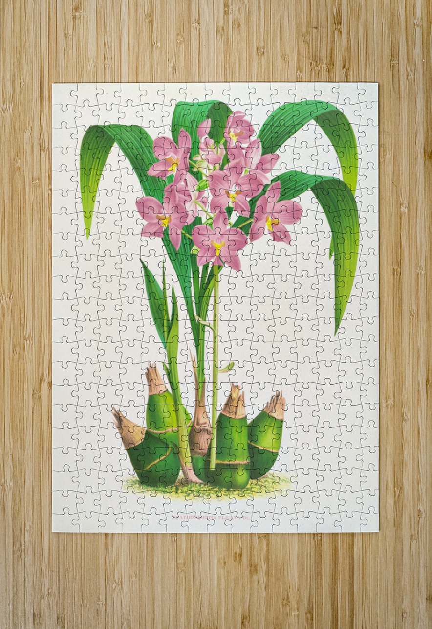 Spathoglottis plicata IStockHistory com Puzzle printing