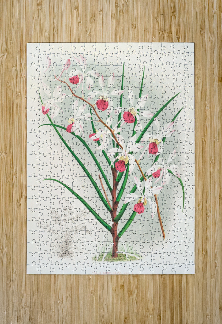 Vanda kimballiana IStockHistory com Puzzle printing