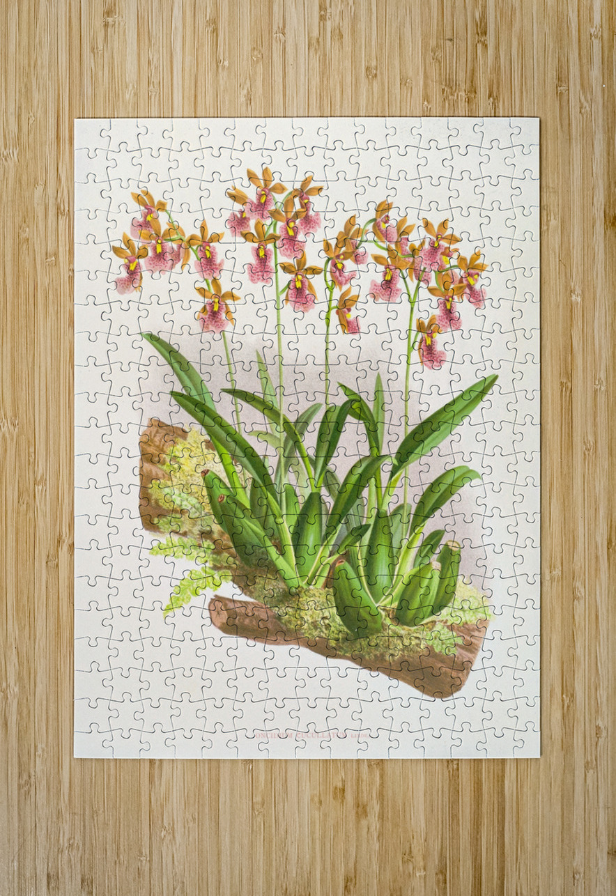 Oncidium cucullatum IStockHistory com Puzzle printing