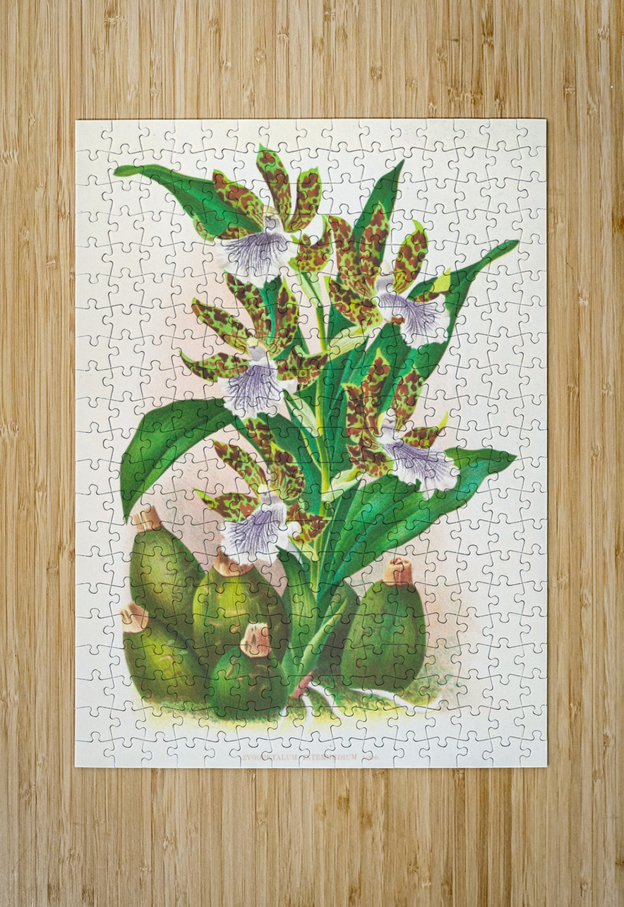Zygopetalum intermedium IStockHistory com Puzzle printing