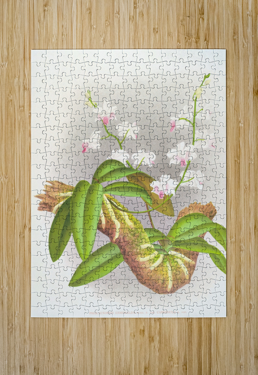 Phalaenopsis esmeralda var candidula IStockHistory com Puzzle printing