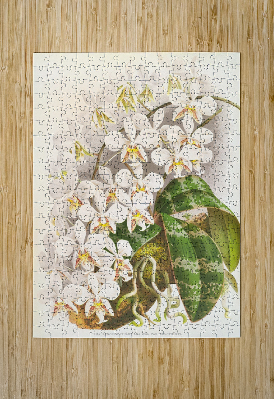 Phalaenopsis Stuartiana IStockHistory com Puzzle printing
