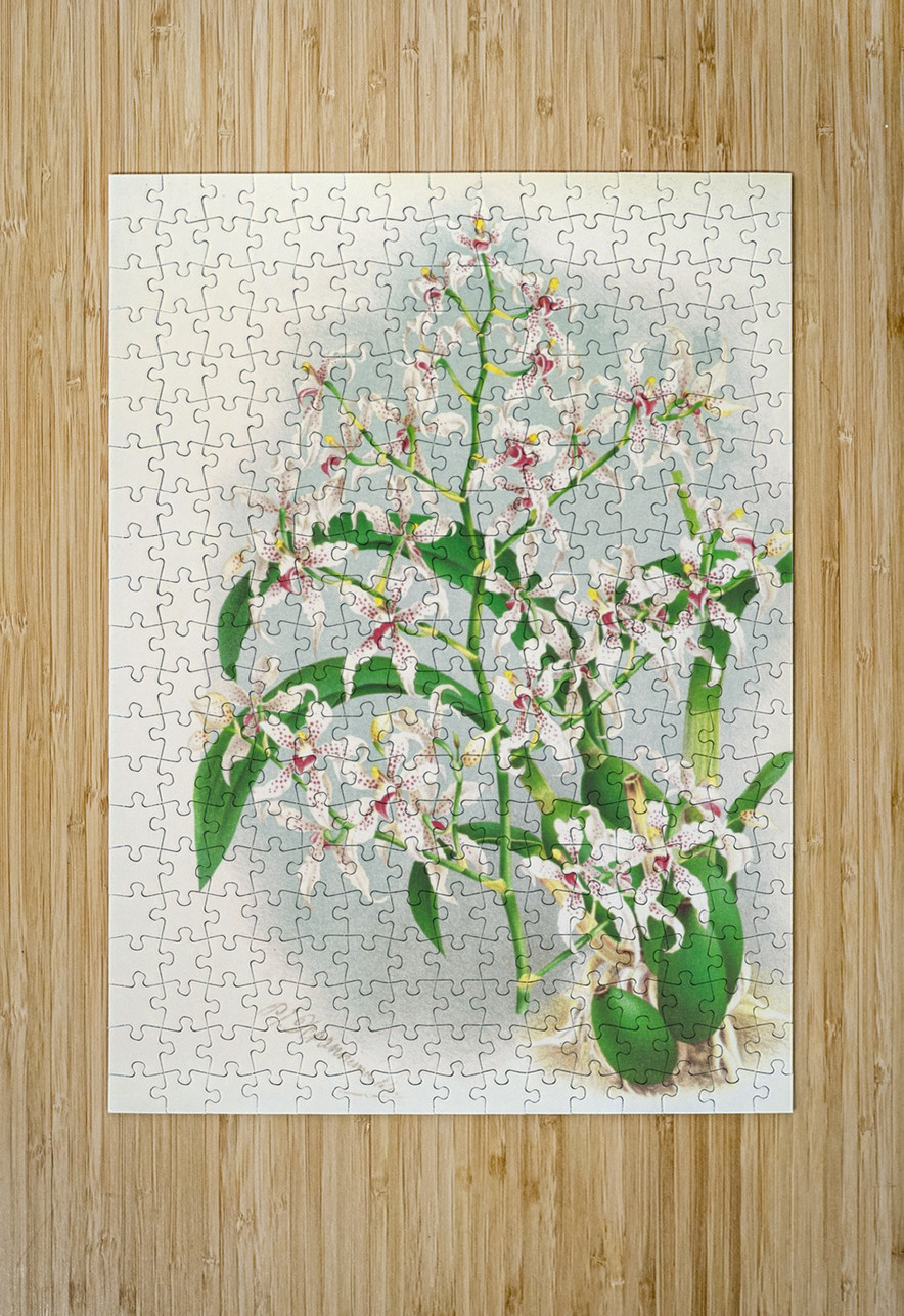 Odontoglossum ramosissimum IStockHistory com Puzzle printing