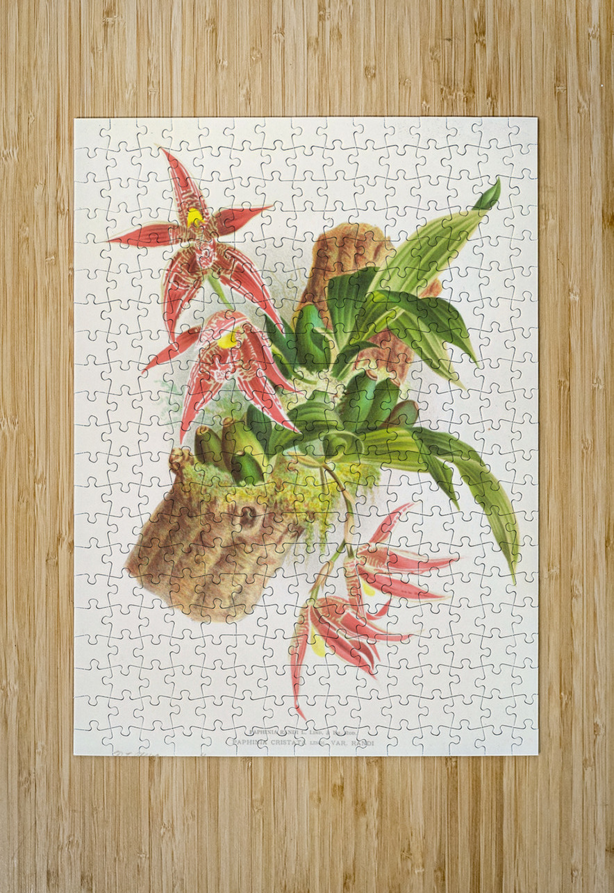 Paphinia Randi Paphinia Cristata IStockHistory com Puzzle printing