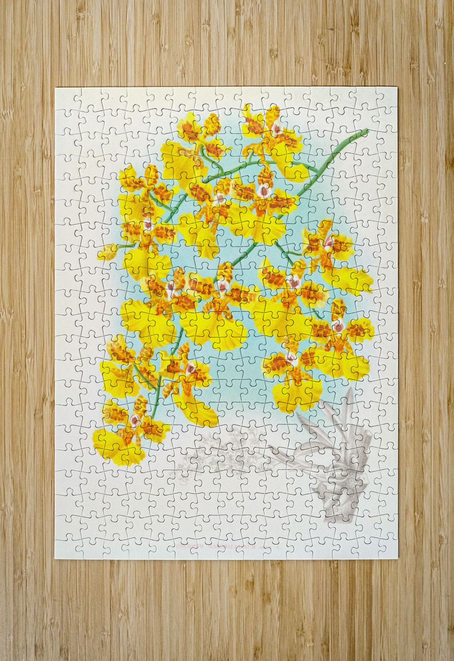 Oncidium marshallianum IStockHistory com Puzzle printing