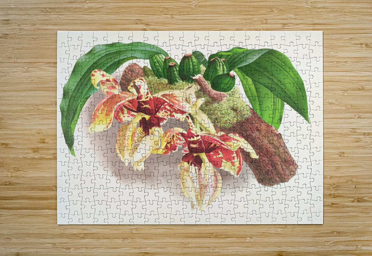 Stanhopea Tigrina IStockHistory com Puzzle printing