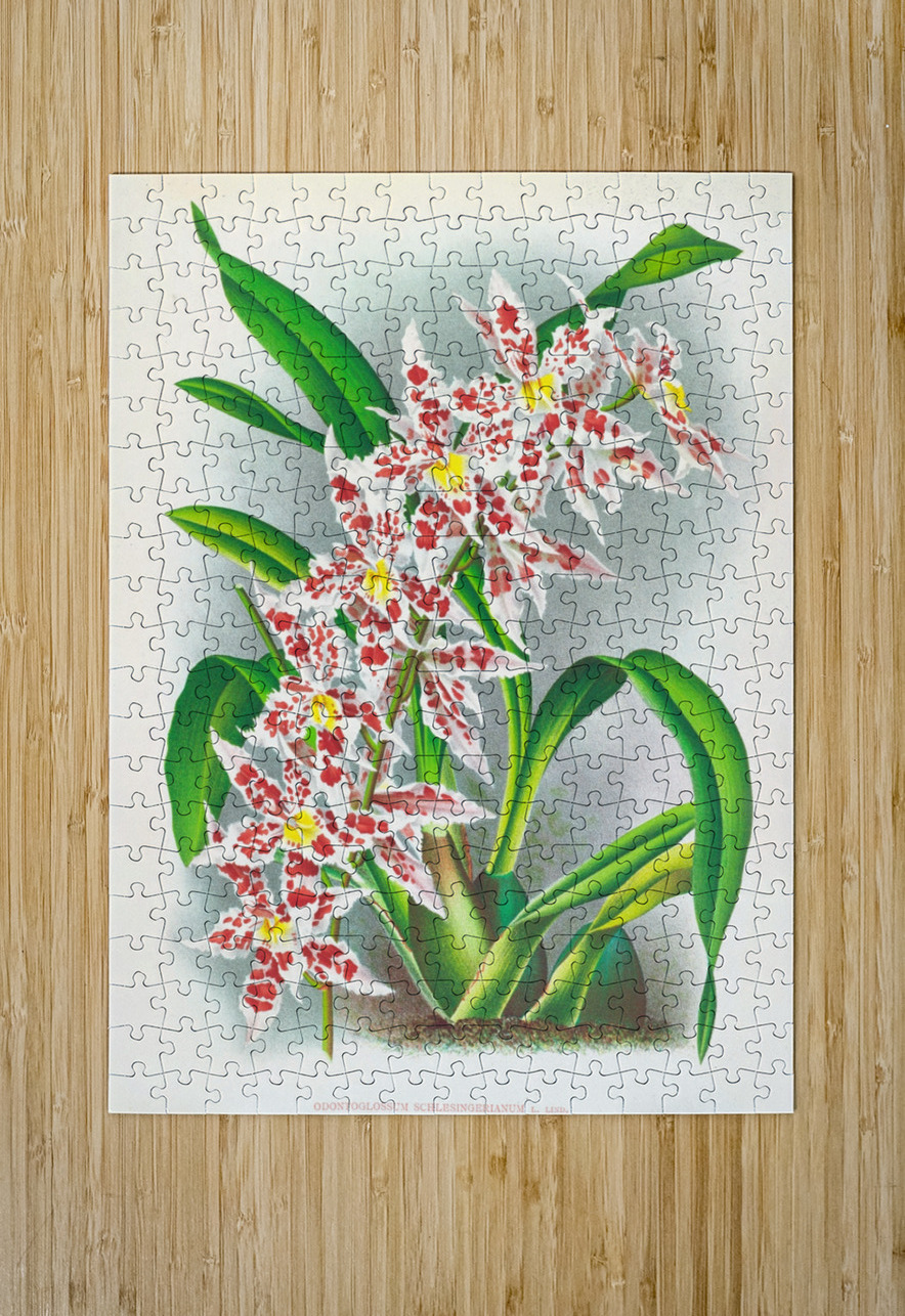 Odontoglossum schlesingerianum IStockHistory com Puzzle printing