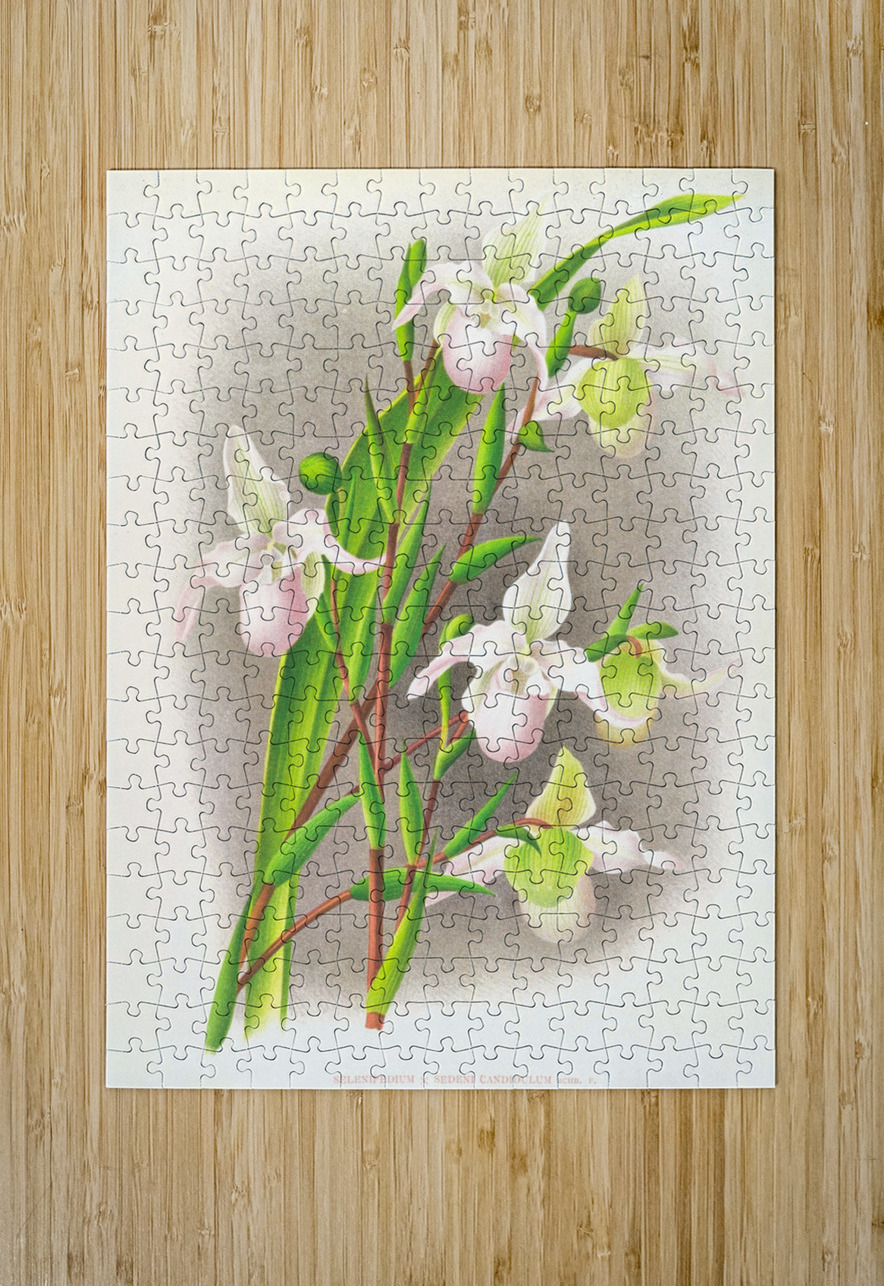 Selenipedium sedeni candidulum IStockHistory com Puzzle printing