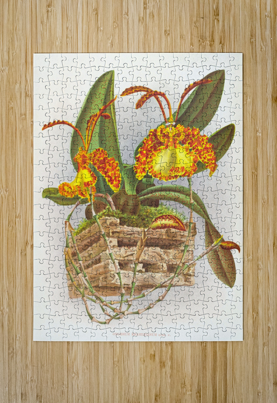 Oncidium kramerianum IStockHistory com Puzzle printing