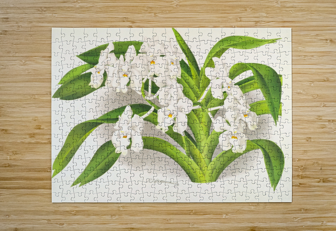 Vanda denisoniana IStockHistory com Puzzle printing