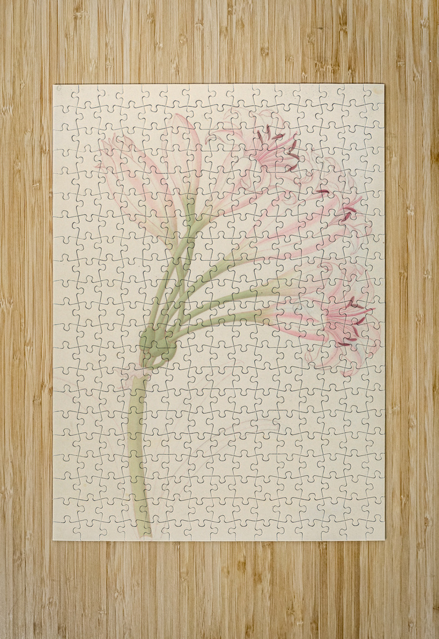 Amarillis [Crinum lineare] 1817 IStockHistory com Puzzle printing