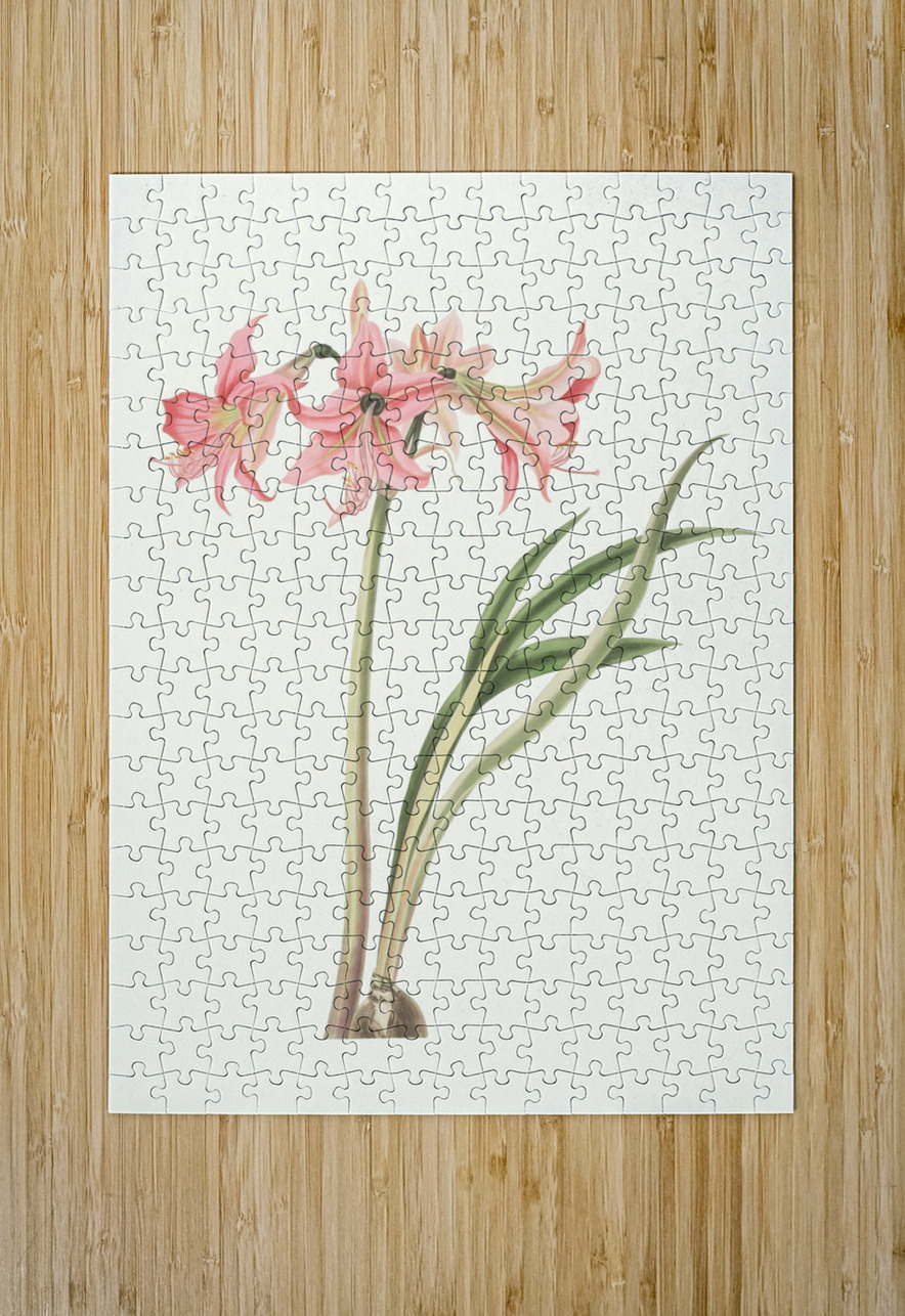Amaryllis Stilosa 1834 IStockHistory com Puzzle printing