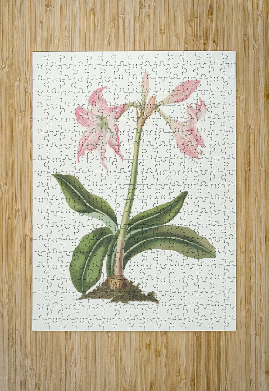 Amaryllis Steilatafolia 1834 IStockHistory com Puzzle printing