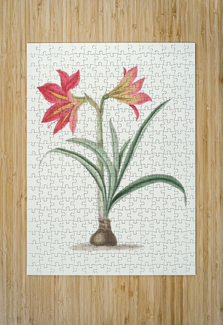 Amryllis Platypetala. 1834 IStockHistory com Puzzle printing