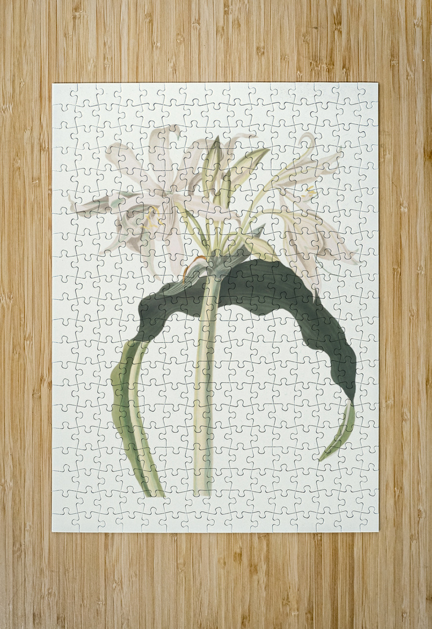 Amaryllis Aulica 1834 IStockHistory com Puzzle printing