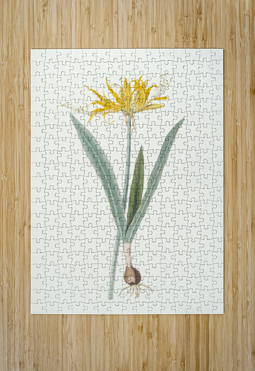 Nerine Aurea. 1834 IStockHistory com Puzzle printing