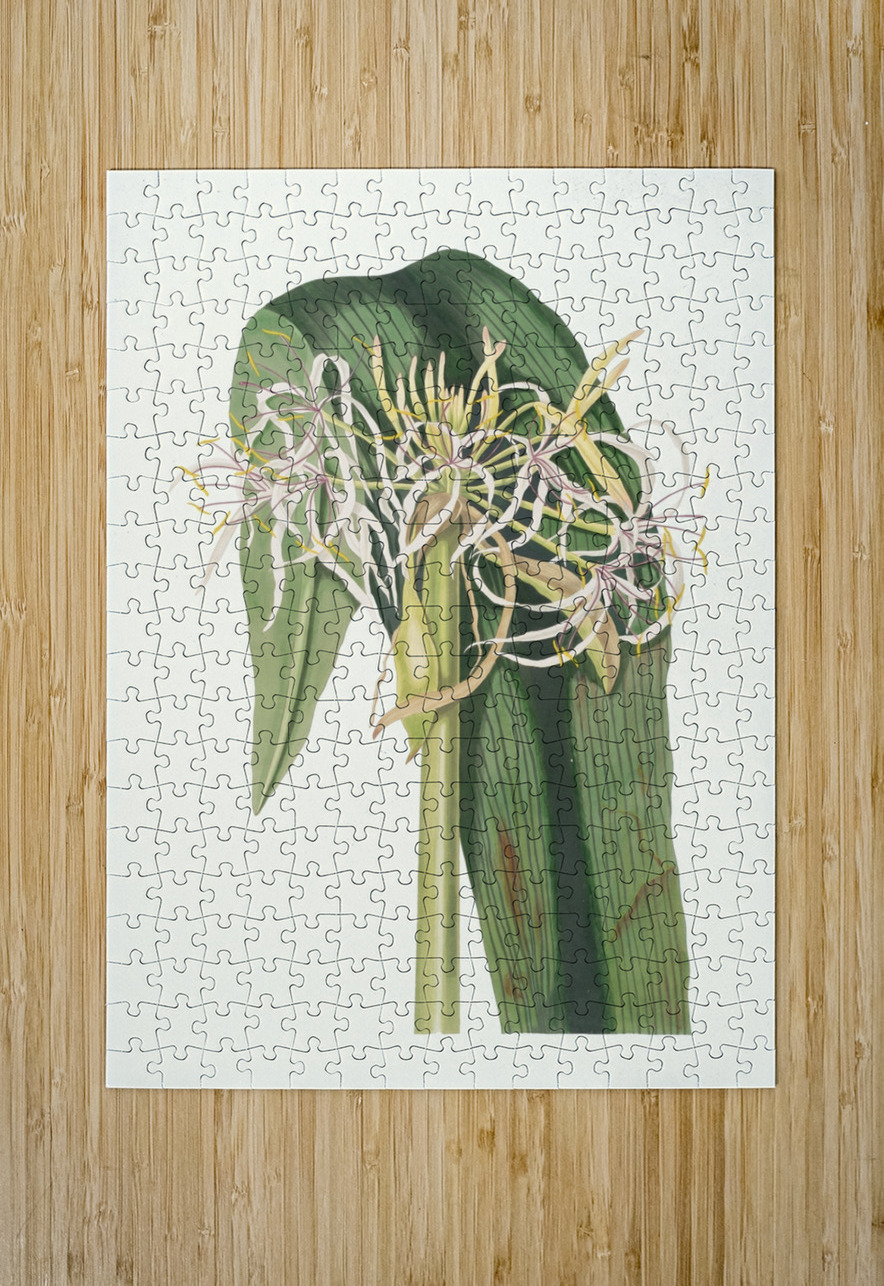 Crinum Declinatum 1834 IStockHistory com Puzzle printing