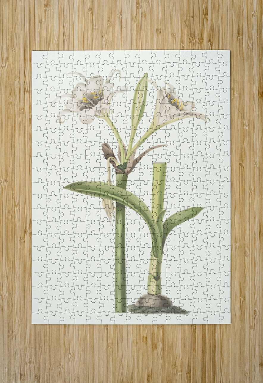 Pancratium Calathinum. 1834 IStockHistory com Puzzle printing