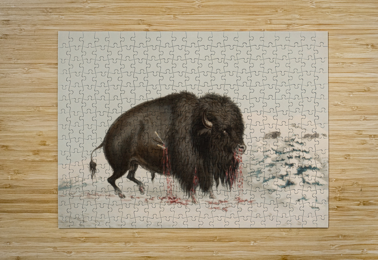 Wounded Buffalo Bull 1844 IStockHistory com Puzzle printing