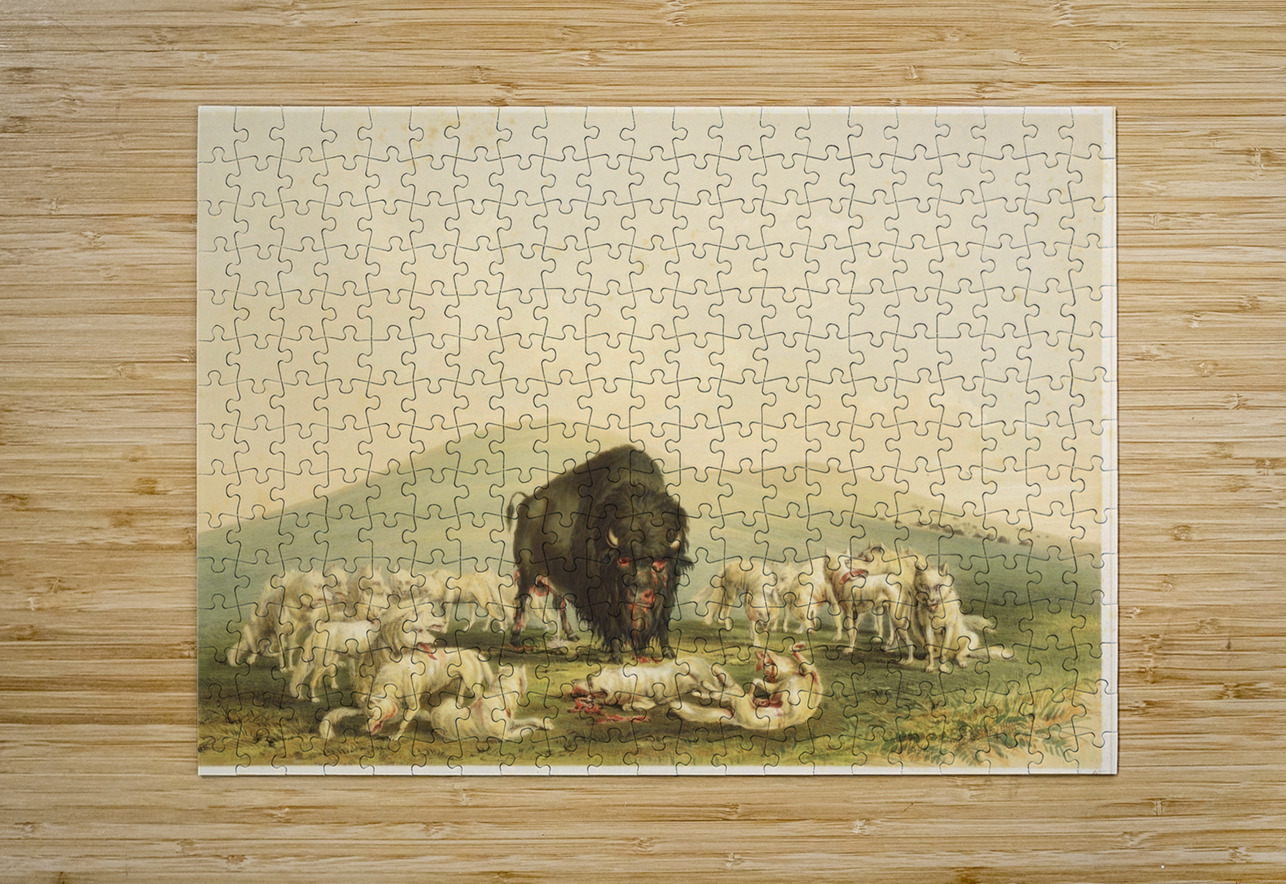 Buffalo Hunt White Wolves Attacking Buffalo Bull 1844  IStockHistory com Puzzle printing