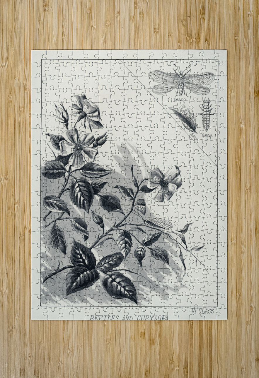 Trout Flies  IStockHistory com Puzzle printing